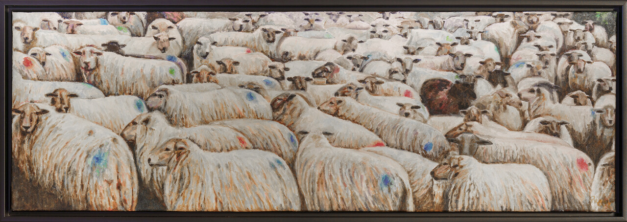 Schapen DSC7302 300dpi 1920px